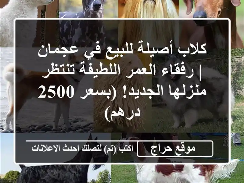 كلاب أصيلة للبيع في عجمان | رفقاء العمر اللطيفة...