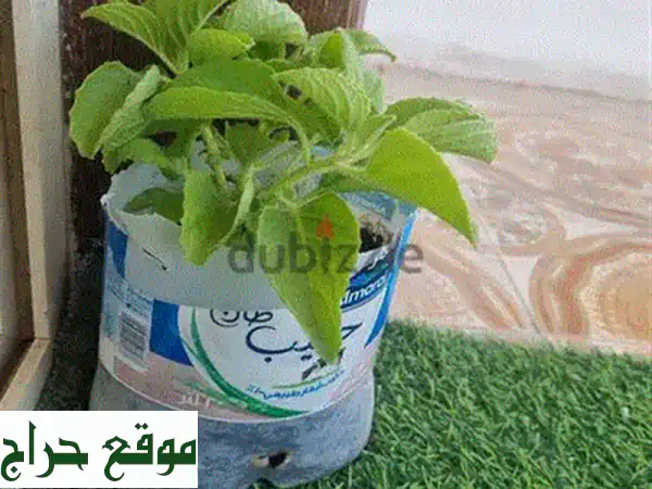 تولسي هندي كبير وصحي: سر الحياة الخضراء في منزلك!