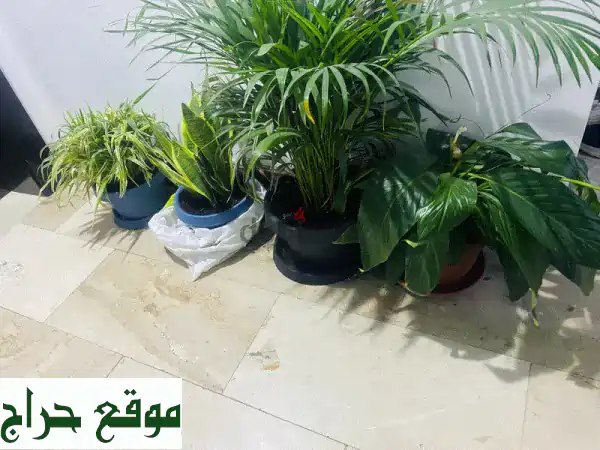 فرصة لا تعوض: مجموعة نباتات الأكسجين النقية لجو صحي! خصم استثنائي (مغادرة البحرين)