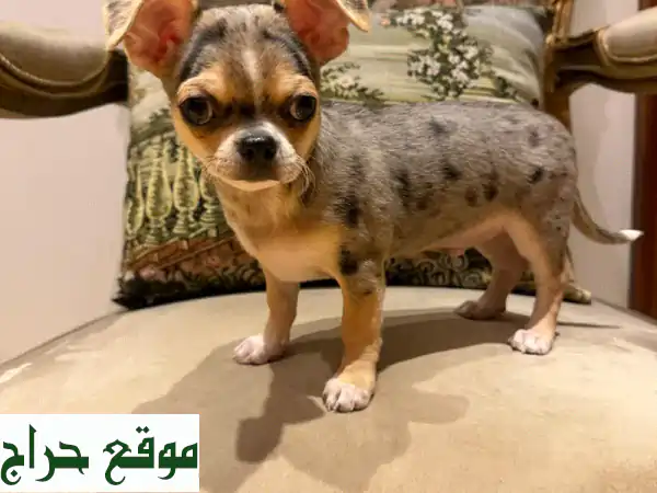 جراء شيواوا ميني أصيلة للبيع في سار، البحرين |...