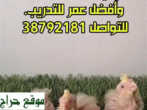 كوكتيل لاتينو عين حمراء بيور: أليفة، صحية،...