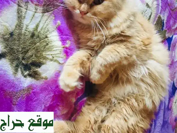 تبني قط فارسي ذكر حنون: فرصة عاجلة لمنزل مليء بالحب! (عمر سنة و3 أشهر)
