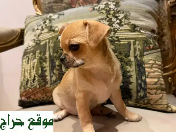 جراء شيواوا ميني أصيلة للبيع في سار، البحرين | رفاق مُدللون بانتظاركم!