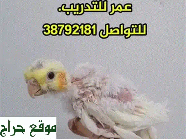 كوكتيل لاتينو عين حمراء بيور: أليفة، صحية، ومثالية للتدريب! 🦜