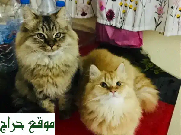 تبني قط فارسي ذكر حنون: فرصة عاجلة لمنزل مليء...