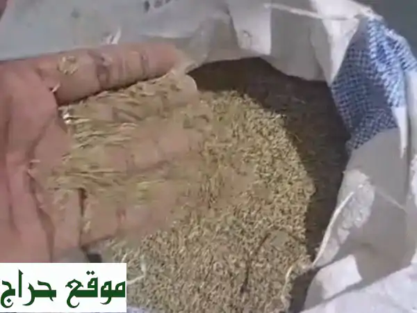 احصل على كمون سوداني فاخر بالجملة | كيس 25 كجم بـ 625...