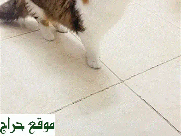 قطة منشكن صغيرة للبيع 😻 رفيقة العمر تنتظر منزلًا دافئًا!