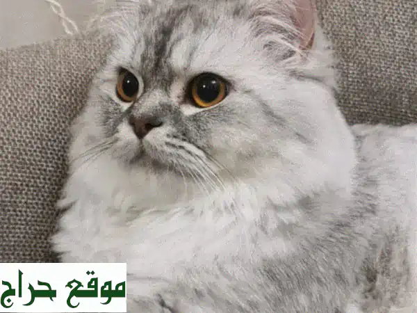 تبنى رفيقك المنتظر: قط شيرازي ذكر رائع بعمر سنة للتبني (مجاناً) | رعاية ومودة دائمة