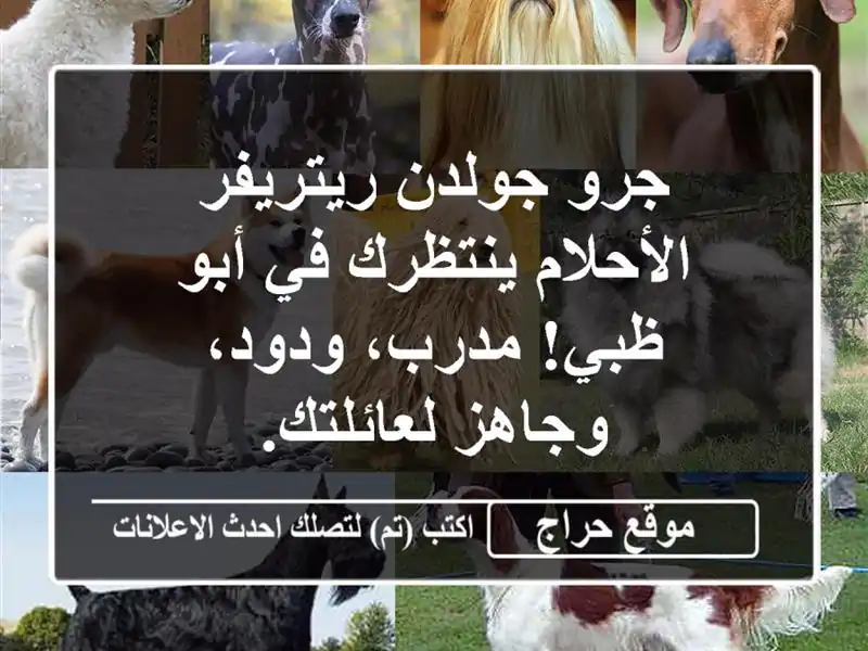 جرو جولدن ريتريفر الأحلام ينتظرك في أبو ظبي!...