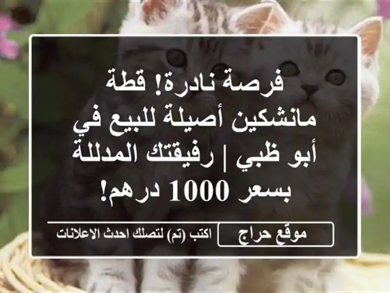 فرصة نادرة! قطة مانشكين أصيلة للبيع في أبو ظبي |...