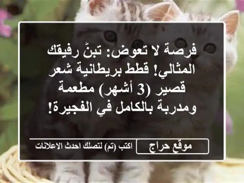 فرصة لا تعوض: تبنَّ رفيقك المثالي! قطط بريطانية...