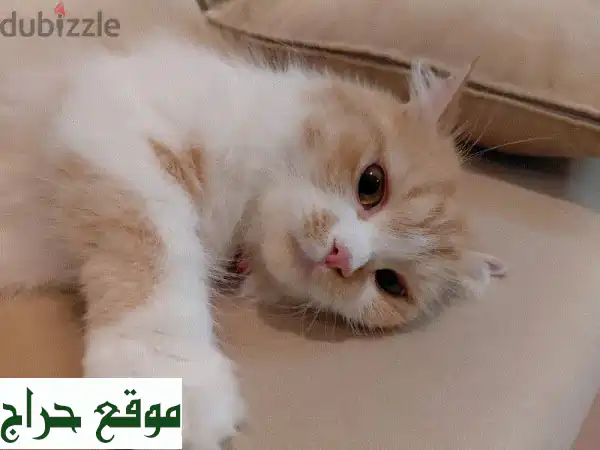 قطة جينجر بيضاء وبنية للبيع: مطعمة بالكامل، بجواز سفر | رفيقك المثالي ينتظر!