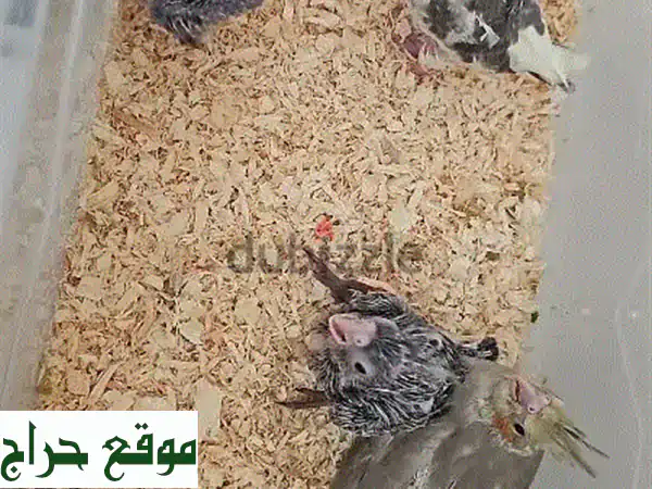 أجمل فروخ كوكتيل للبيع بـ10 فقط! | صحة ونشاط 100% |...