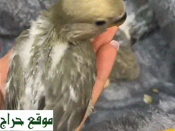 فرصة ذهبية في بركاء: زوج حمام باكستاني منتج ومميز للبيع!