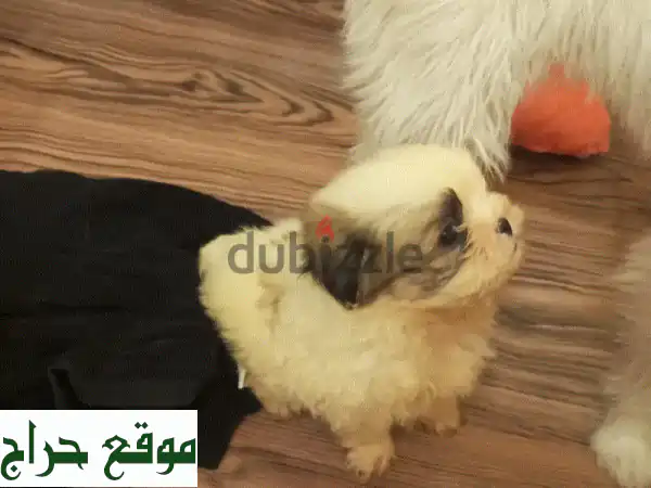 أجمل جرو شيتزو بيور ذكر للبيع | Pure Princess Shih Tzu بعمر...