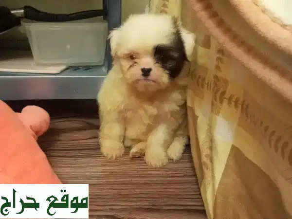 أجمل جرو شيتزو بيور ذكر للبيع | Pure Princess Shih Tzu بعمر 3 أسابيع فقط!