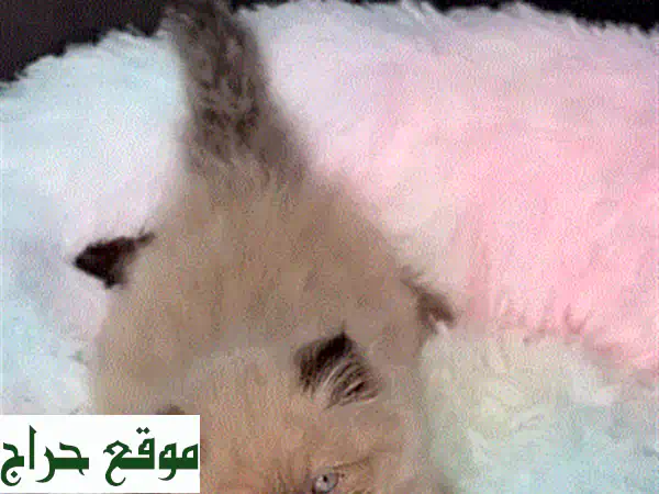 قطط هيمالايا للبيع | صغار أصيلة بعيون زرقاء ساحرة...