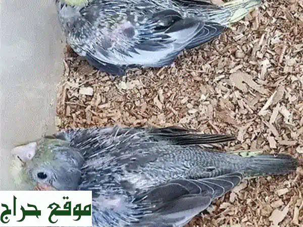 أجمل فروخ كوكتيل للبيع بـ10 فقط! | صحة ونشاط 100% | رفيقك المدلل