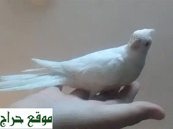 أجمل دكر كروان ألبينو أليف ومروض | رفيقك الصغير بعمر...