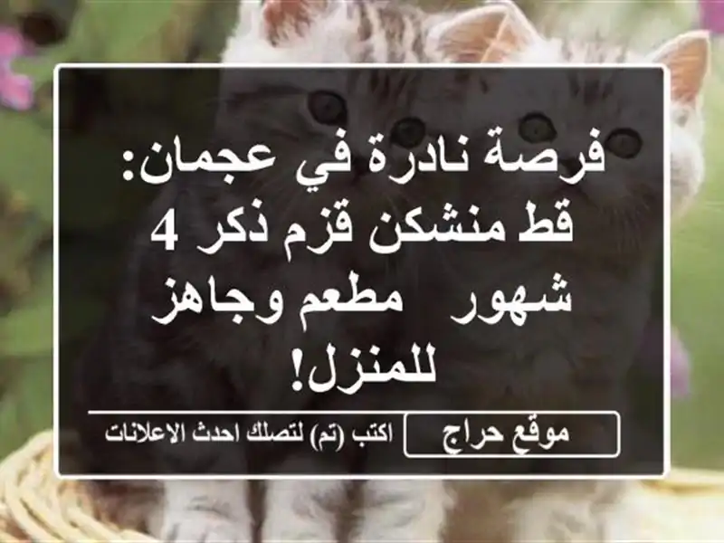 فرصة نادرة في عجمان: قط منشكن قزم ذكر 4 شهور - مطعم...