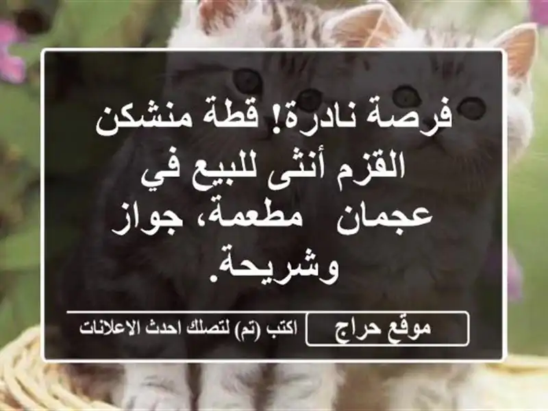 فرصة نادرة! قطة منشكن القزم أنثى للبيع في عجمان...