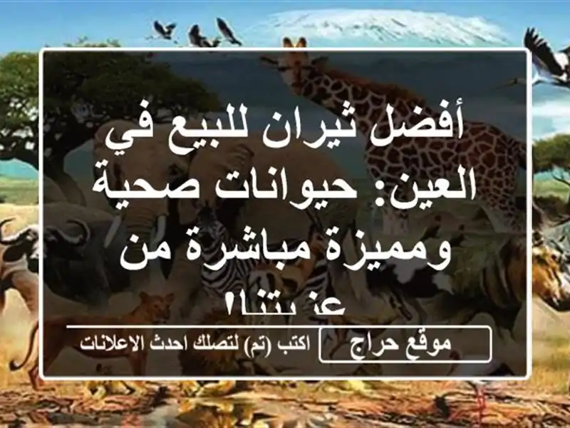 أفضل ثيران للبيع في العين: حيوانات صحية ومميزة...