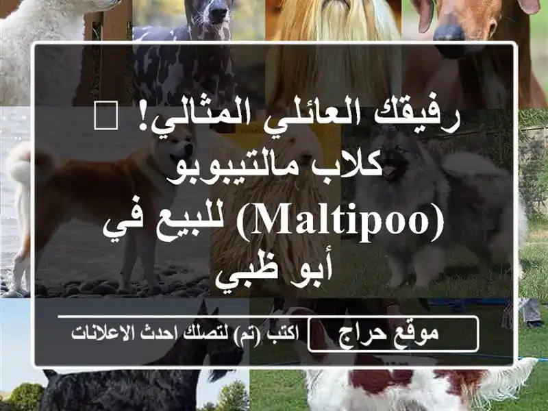 رفيقك العائلي المثالي! 🐾 كلاب مالتيبوبو (Maltipoo)...