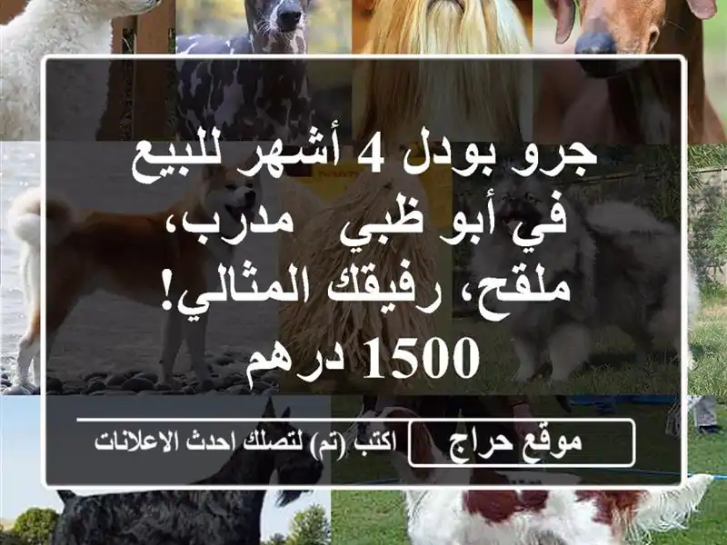 جرو بودل 4 أشهر للبيع في أبو ظبي - مدرب، ملقح،...