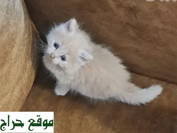 أجمل قطط شيرازي وهملايا بيور للبيع | رفاقك الصغار بانتظارك!