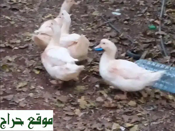 🌟 فرصة ذهبية! 4 بطات بيضاء صحية للبيع - عمر 6 شهور في الكورة بسعر لا يُعوّض! 🦆