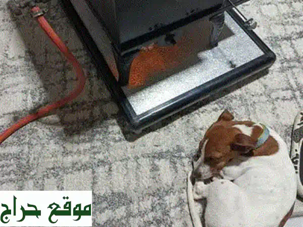 فرصة ذهبية! جرو K9 مالينو أصيل للبيع (6 أشهر) – بسعر لا يصدق 200$! مطعم بالكامل وجاهز لعائلتك.