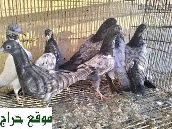 ببغاء ذكر للبيع مع قفص فاخر | رفيقك الذكي والمرح لمنزلك | فرصة ذهبية!