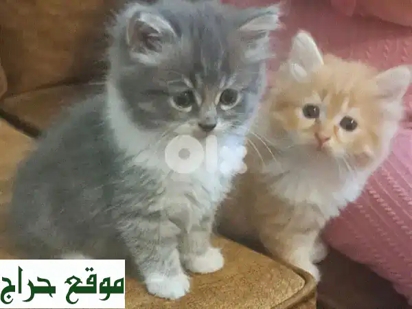 أجمل قطط شيرازي وهملايا بيور للبيع | رفاقك...
