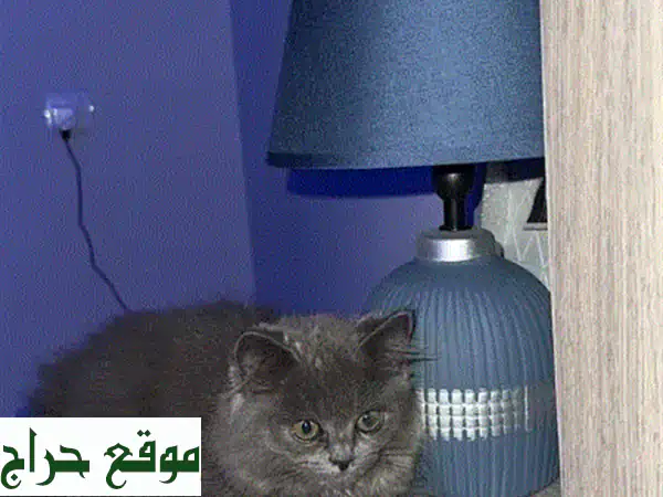 قطة للبيع | مزيج فاخر: شيرازي وسكوتش | مطعمة بالكامل، كرت صحي، وجاهزة للتزاوج!