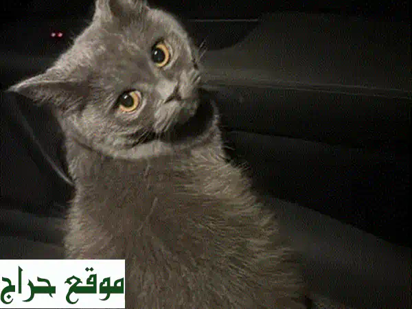 قطة للبيع | مزيج فاخر: شيرازي وسكوتش | مطعمة...