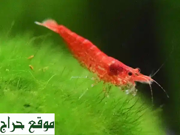 روبيان ريد تشيري للبيع: جمال أحواض السمك بأسعار...