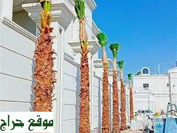 أبو عبدالله: خبراء تركيب الشبوك وزراعة النخل...