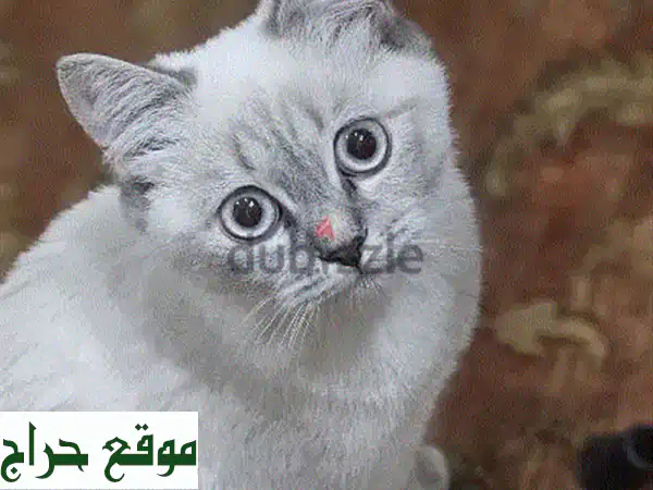 تبنى لونا: قطة أليفة ومدربة ومؤدبة، جاهزة لمنزلك...