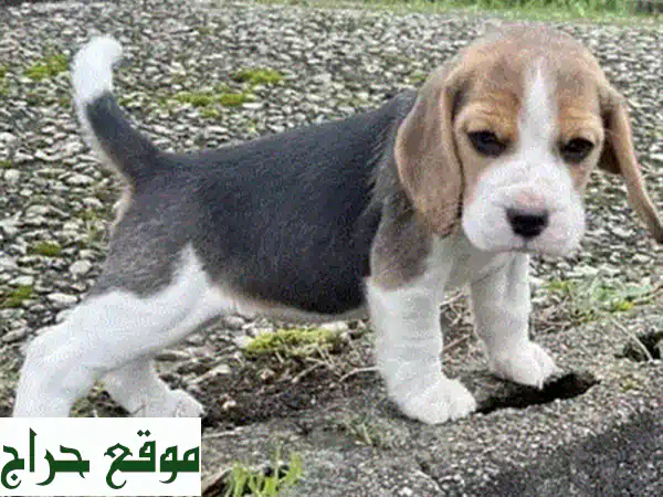 Labrador puppiesu002 Fu002 FWhatsApp +96597876497