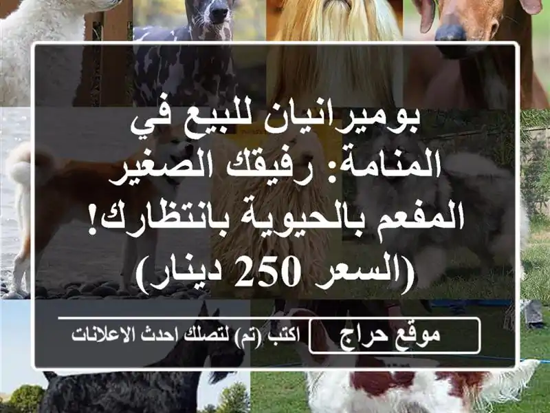 بوميرانيان للبيع في المنامة: رفيقك الصغير...