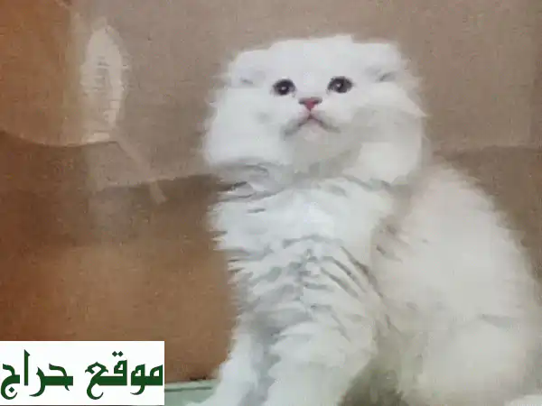 فرصة ذهبية! 🐾 قطة سكوتش فولد (أذن مطوية) نادرة بـ 25 ريال فقط في وادي كبير - جاهزة للمنزل!