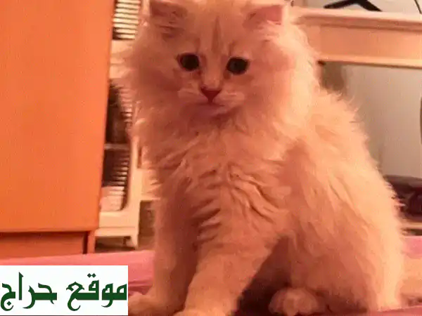 فرصة ذهبية! 🐾 قطة سكوتش فولد (أذن مطوية) نادرة بـ...