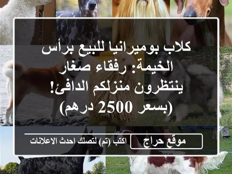 كلاب بوميرانيا للبيع برأس الخيمة: رفقاء صغار...