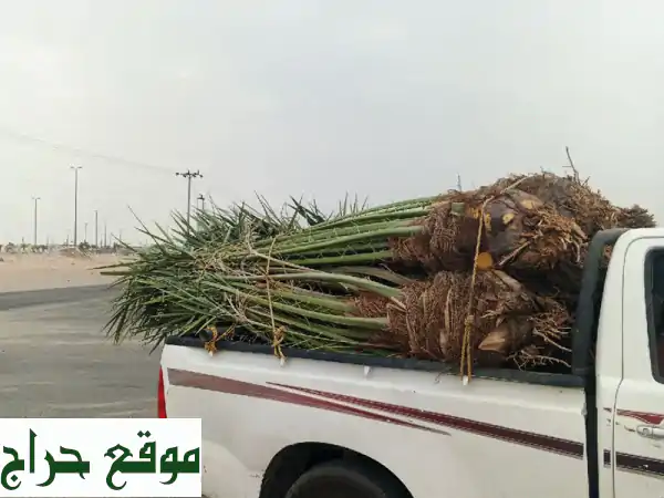 نخل عربي أصيل للبيع في السعودية | توصيل لكافة...