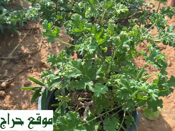 أبو عمر: حديقتك حلم! تنسيق حدائق، عشب طبيعي...