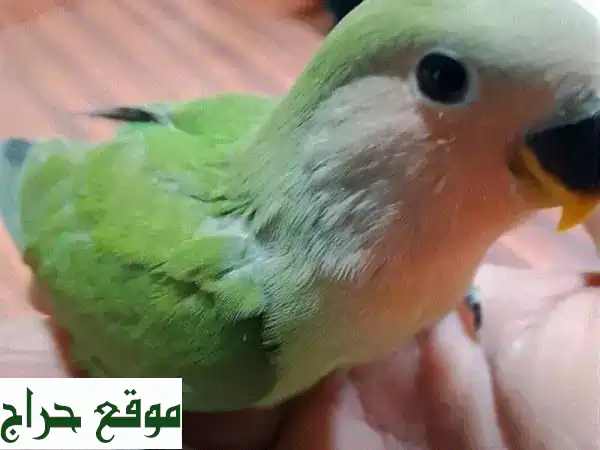 أجمل فراخ كروان وروز (تزقيم يدوي) | طيور زينة للبيع | رفيقك المثالي