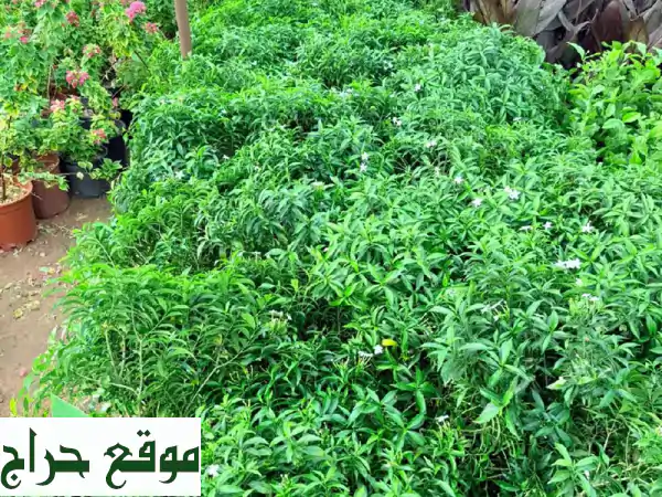 أبو عمر: حديقتك حلم! تنسيق حدائق، عشب طبيعي وصناعي، زراعة نخيل وورود