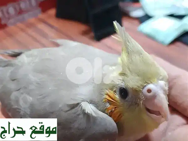 أجمل فراخ كروان وروز (تزقيم يدوي) | طيور زينة للبيع...