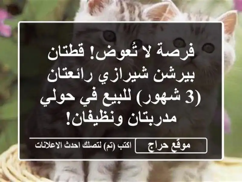 فرصة لا تُعوض! قطتان بيرشن/شيرازي رائعتان (3 شهور)...