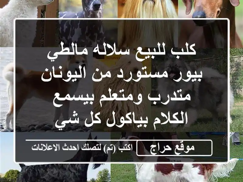 كلب للبيع سلاله مالطي بيور مستورد من اليونان...
